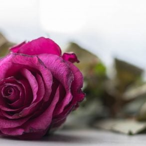 Letter to America: Two Poems by Karen An-hwei Lee