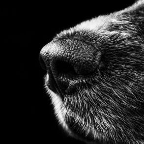 Spill Stories: Dog Days, by Hannah Hindley