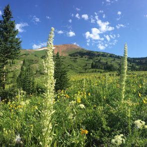 A Life of Science: Extreme Gardening in the Rocky Mountains, by Lorah Patterson