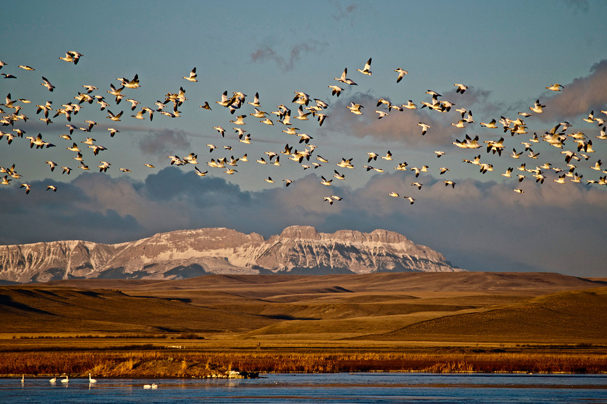 Field Guide for Western Birds: Photo by Joel Long