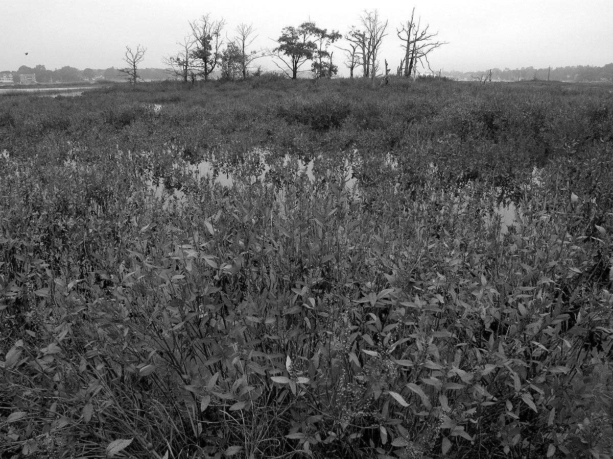 Tupelo line. Photo by Elizabeth Rush.