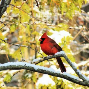 Letter to America, by Tina Kelley