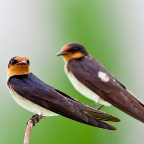 Letter to America: Poem by Catherine Staples