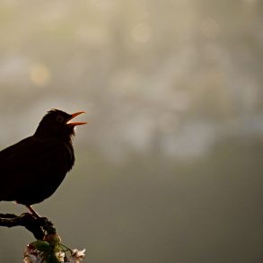 Old Roads, New Stories: In the Beginning was the Word, by Rob Carney