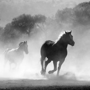 Three Poems in English and Swedish by Ingela Strandberg