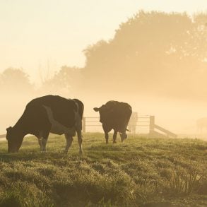 Three Poems by Mark Irwin
