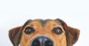 The Greatest Dog Essay Ever, by Deborah Thompson