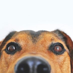 The Greatest Dog Essay Ever, by Deborah Thompson
