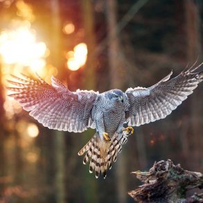 Old Roads, New Stories: I'd Rather be a Hawk, by Rob Carney
