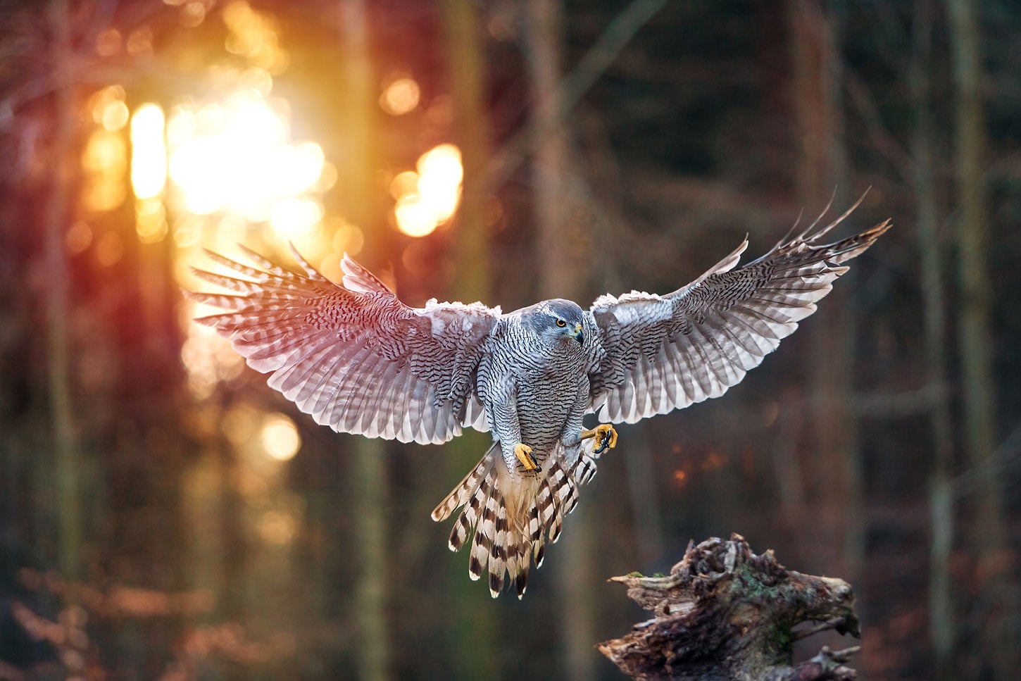Old Roads, New Stories: I'd Rather be a Hawk, by Rob Carney