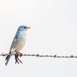 One Poem by Gary Short