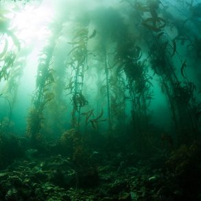 Two Poems by Amy A. Whitcomb