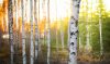 Birch trees