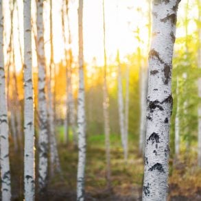 Birch trees