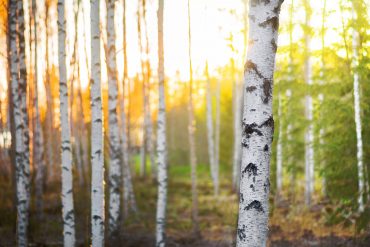 Birch trees