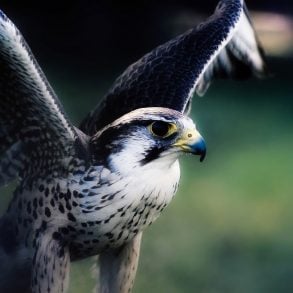 Two Poems by David Axelrod