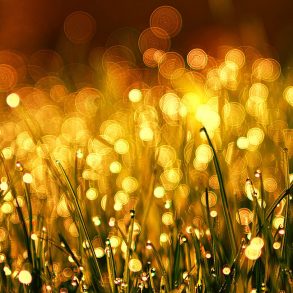 Review: Quickening Fields: Poems by Pattiann Rogers