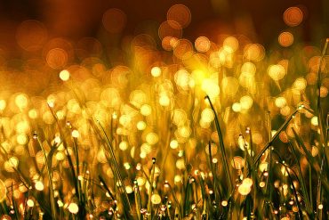 Review: Quickening Fields: Poems by Pattiann Rogers
