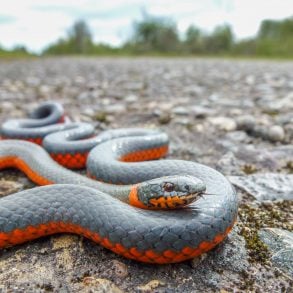 One Poem by Colleen J. McElroy