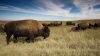 A Farm Girl’s Search for the Promise of Regenerative Agriculture, by Stephanie Anderson