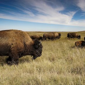 A Farm Girl’s Search for the Promise of Regenerative Agriculture, by Stephanie Anderson