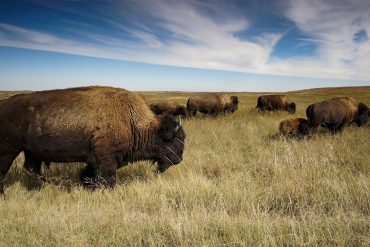 A Farm Girl’s Search for the Promise of Regenerative Agriculture, by Stephanie Anderson