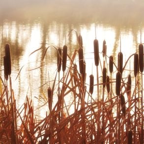 One Poem by Elizabeth Jacobson