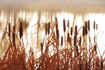 One Poem by Elizabeth Jacobson