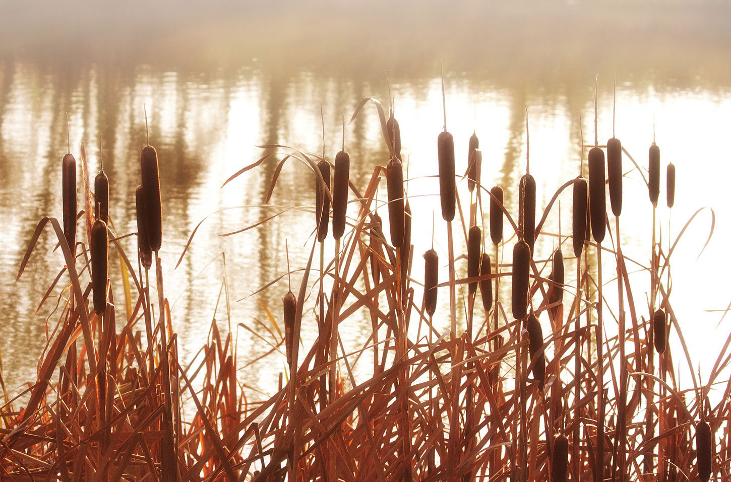 One Poem by Elizabeth Jacobson