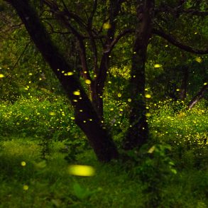 Two Pastorals, by Marvin Shackelford