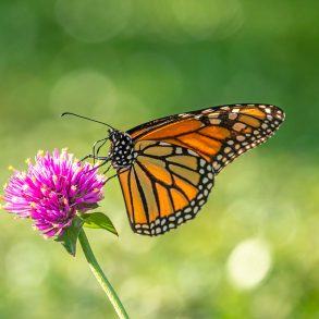 Five Poems by Ted Kooser