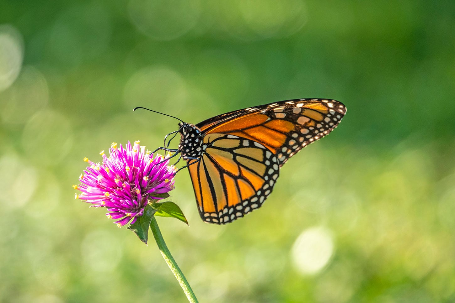 Five Poems by Ted Kooser