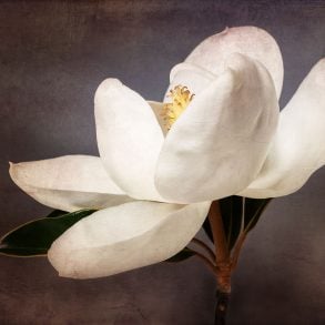 Two Poems by Eric Pankey