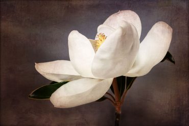 Two Poems by Eric Pankey