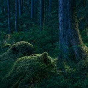 Outside of Time | Forest Landscapes by David Paul Bayles