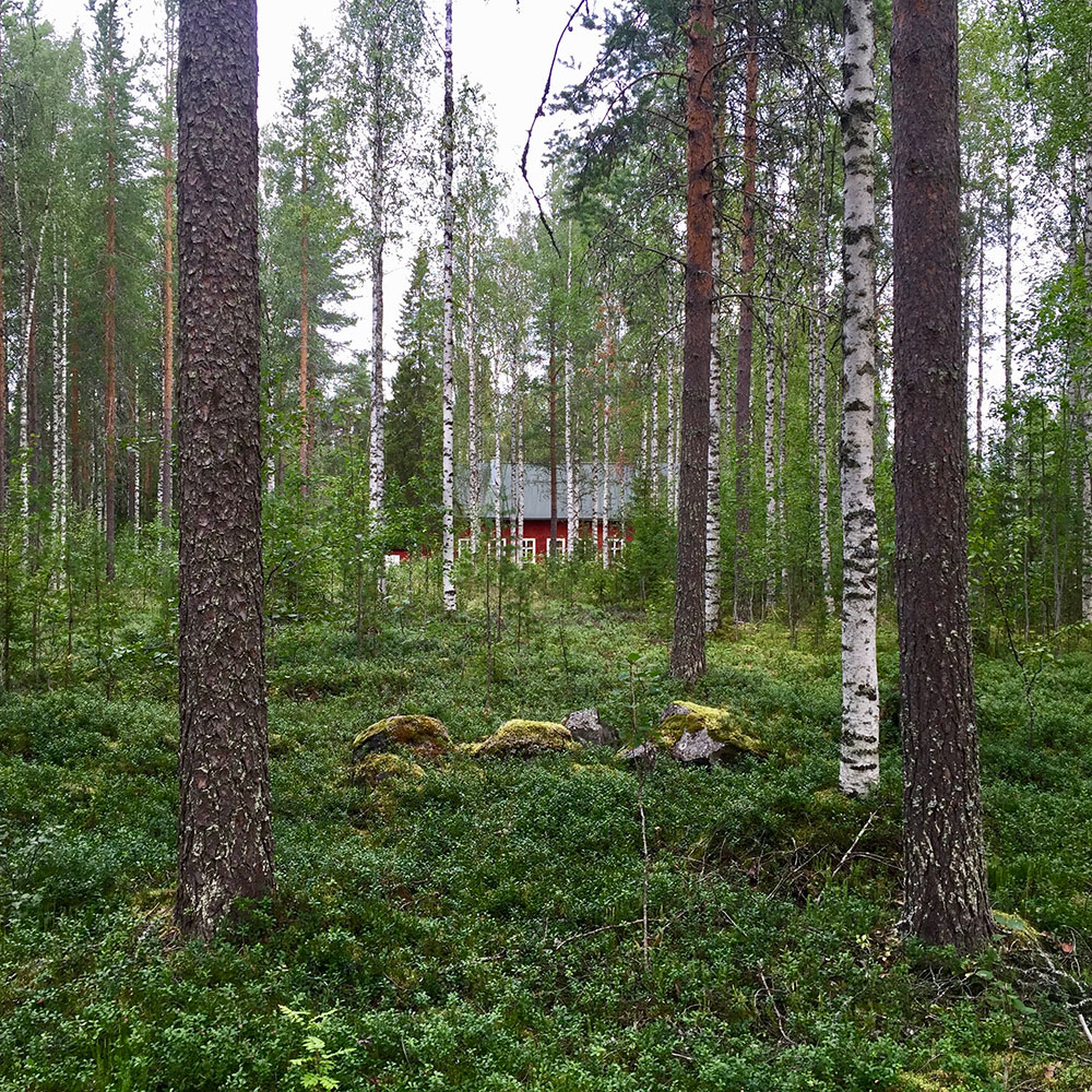 The woods and cabin
