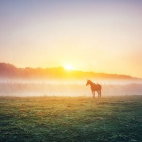 Horse on field at sunrise