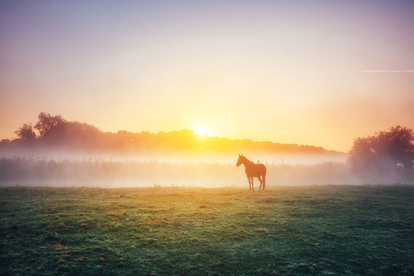 Horse on field at sunrise