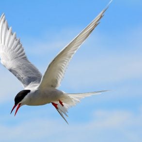 Five Poems by Eamon Grennan