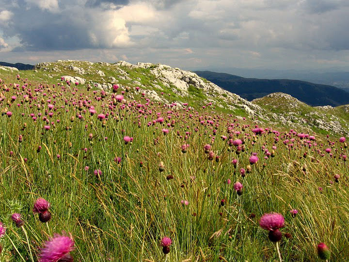 Wildflowers in the Karst country. Photo by Julian Hoffman.
