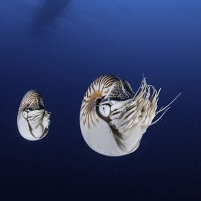 The Spiral Windings, by Julian Hoffman