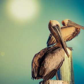 Pelicans, by Julian Hoffman