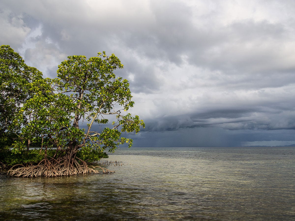 Shoreline on Bangka, Indonesia. Photo by Julian Hoffman.