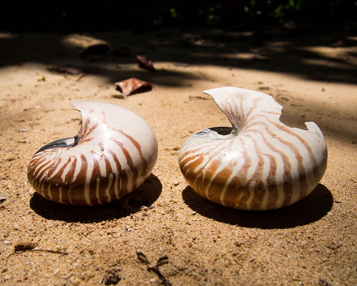Two nautilus shells. Photo by Julian Hoffman.