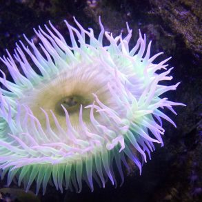 One Poem by Robin Chapman