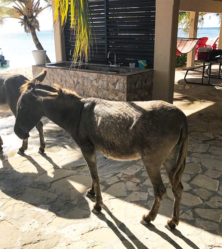 Donkey hour