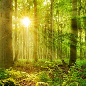 Rising sun through woods with ferns
