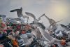 Taken in by a Wild Bird: Nancy Campbell Interviews Tim Dee
