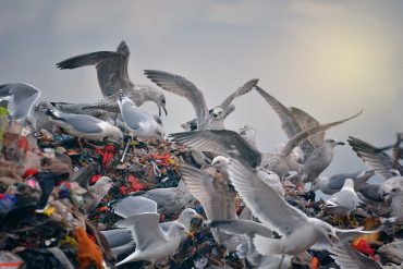 Taken in by a Wild Bird: Nancy Campbell Interviews Tim Dee