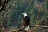 Old Roads, New Stories: Why We Have Eagles, by Rob Carney